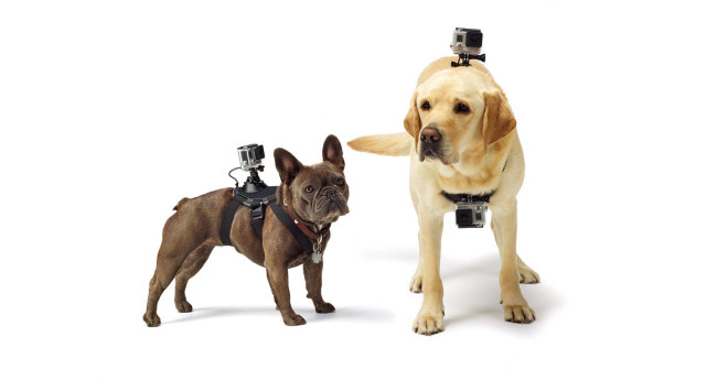 Fetch GoPro Dog Harness